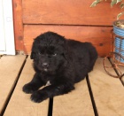 Bordeauxska Dogga dispozici jsou �t��ata