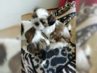 Okouzluj�c� d�ti Shih Tzu