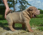 Shar-Pei jsou p�ipraveni k adopci.