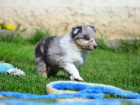(Sheltie) dispozici jsou �t��ata shetlandsk�ch ov��k� (Sheltie)