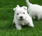 West Highland Terrier mini �t��ata ochotn� m�t nov� domovy