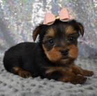 yorkie �t��ata