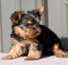 Jork��rsk� teri�r hledat �t��ata nov�ch domov� k adopci.