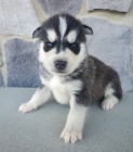 sibi�sk� husky na prodej.