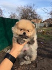 Pomeranian tata na prodej.