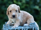 ZDRAV� a O�KOVAN� �t��ata Goldendoodle na prodej.