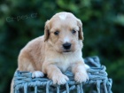 ZDRAV� a O�KOVAN� �t��ata Goldendoodle na prodej.