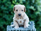 �t��ata Goldendoodle na prodej.