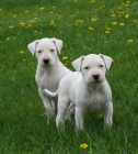 Prodm ttka sweet dogo argentino