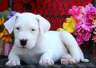 Dogo argentino