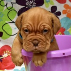 Dogue de Bordeaux �t��ata �t��ata na prodej.