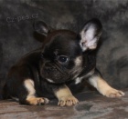 Prod�m �t��ata francouzsk�ho buldoka.