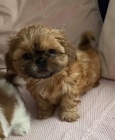 kr�sn� �t��ata shihtzu