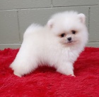 Mazliv� trpasli�� �pic / pomeranian �T��ATA !!!