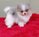 Mazliv� trpasli�� �pic / pomeranian �T��ATA !!!