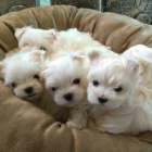 cvi�en� �t��ata maltsk�ch hra�ek