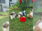  Rozko�n� Shih Tzu bez PP