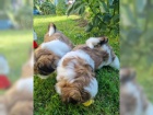  Rozko�n� Shih Tzu bez PP