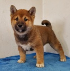Shiba-Inu jsou p�ipraveni k adopci.