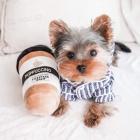 Yorkshire Terrier �t��ata k dispozici