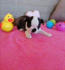 Bostonsk� teri�r �t��ata