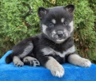 Prod�m �t��ata pomskies (k��enec sibi�sk�ch a pomeransk�ch).