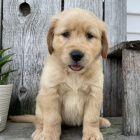 Prod�m �t��ata Zlat�ho Retr�vra.