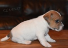 Prod�m kr�sn� a rozko�n� �t��ata MINI Jack Russell teri�ra.