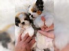 �t��ata Shih-Tzu