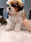 �t��ata Shih-Tzu