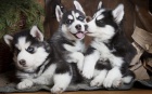 sibi�sk� husky s kr�sn�ma modr�ma o�ima na prodej.