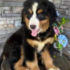 Prod�m n�dhern� a zdrav� �t��ata bernsk�ho sala�nick�ho psa.