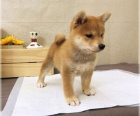 Rozkon ttka shiba inu