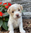 Prod�m kr�sn� a and�lsk� �t��ata bichon poo