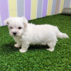 O�KOV�N� miniaturn�ch malt�zsk�ch �t���tek na prodej.