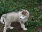 Alja�sk� d�ti Malamute jsou k dispozici co nejd��ve
