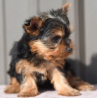 Jork��rsk� teri�r hledat �t��ata  domov� k adopci.