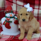 �t��ata zlat�ho retr�vra na prodej.