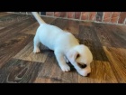 prodej mini jack russell �t��at.