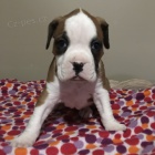 Prod�m kr�sn� a rozko�n� �t���tka n�meck�ho Boxera.