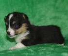 Mini �t��ata Welsh Corgi Pembroke na prodej.