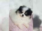 Pomeranian �pic �t��ata
