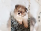 Pomeranian �pic �t��ata