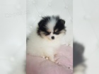Pomeranian �pic �t��ata