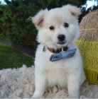 �t��ata Eskym�ck� pes  k dispozici