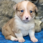 Prod�m rozko�n� a kr�sn� miniaturn� �t���tka Americk�ho Corgi.