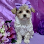 Prod�m �t��ata Maltipoo