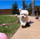 maltsk� �t���tka k adopci