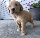 �t��ata zlat�ho retr�vra na prodej.