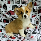 Prodej �t��at mini Pembroke Welsh Corgi �t��ata.